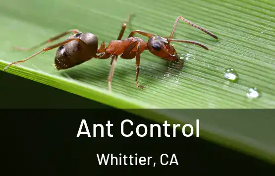  Ant Control Whittier, CA