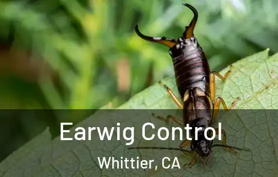  Earwig Control Whittier, CA