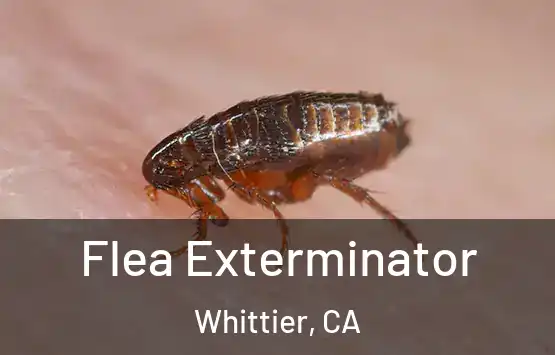  Flea Exterminator Whittier, CA
