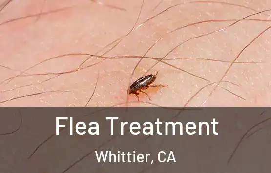  Flea Treatment Whittier, CA