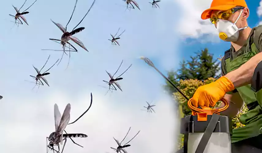 Mosquito Pest Control in Whittier, CA