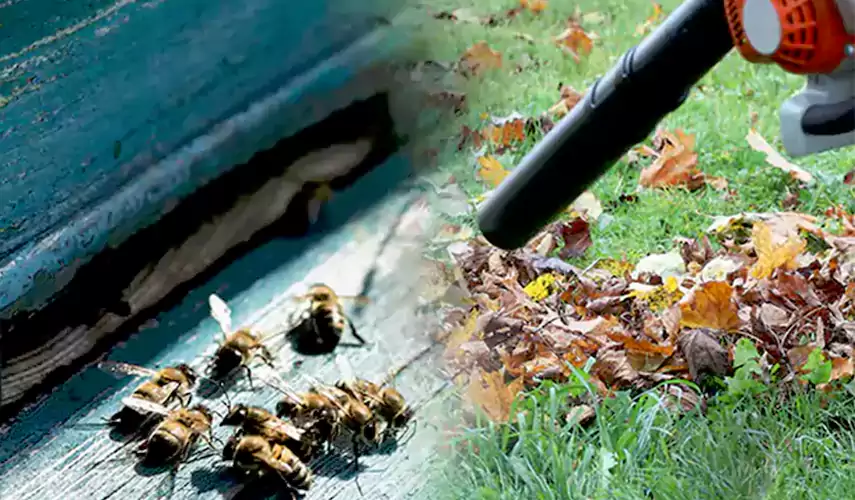Wasps Pest Control Whittier, CA