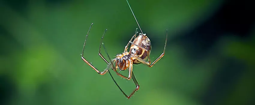 Spider and Mosquito Control Solutions Whittier, CA