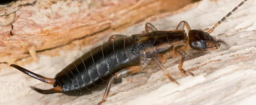 earwig-control in Whittier, CA