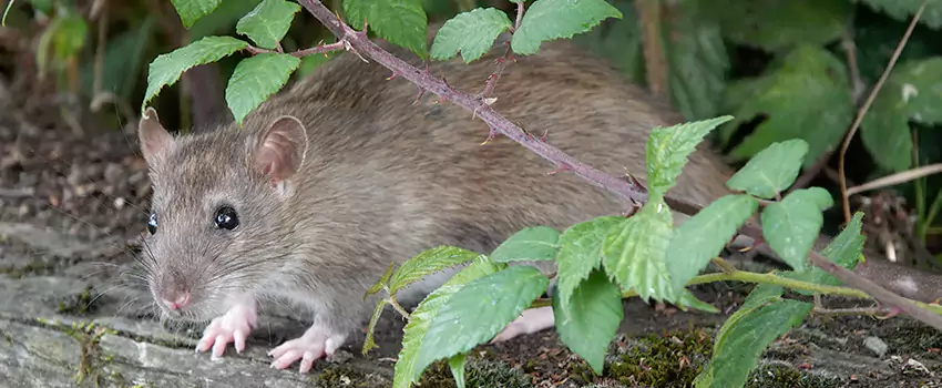mouse-control in Whittier, CA