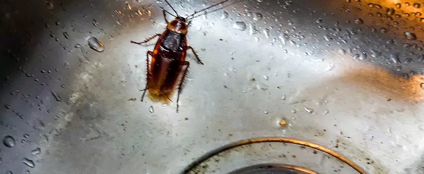 roach-control in Whittier, CA