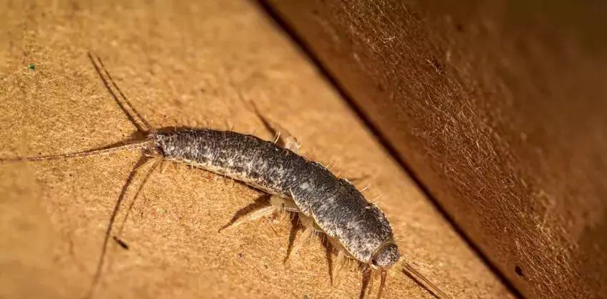 silverfish-control in Whittier, CA