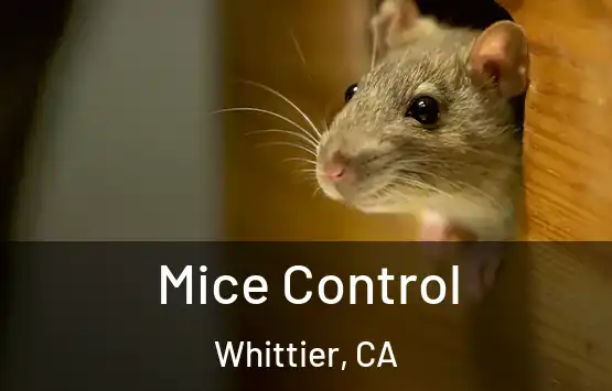 Mice Control Whittier, CA