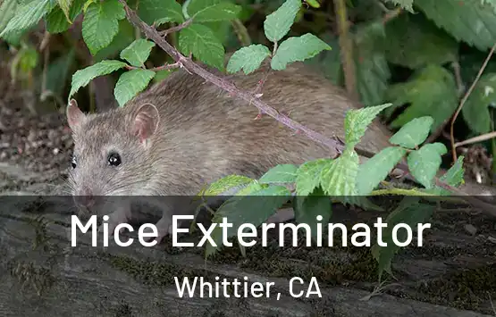  Mice Exterminator Whittier, CA