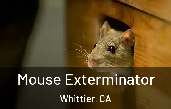  Mouse Exterminator Whittier, CA