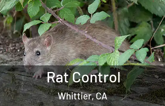  Rat Control Whittier, CA