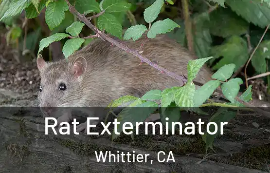  Rat Exterminator Whittier, CA