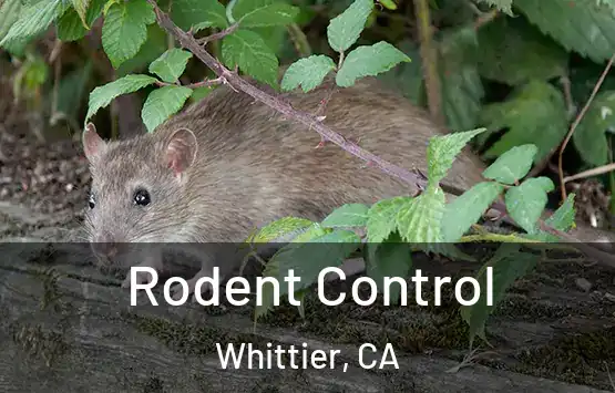  Rodent Control Whittier, CA