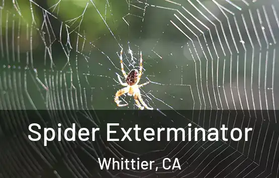  Spider Exterminator Whittier, CA