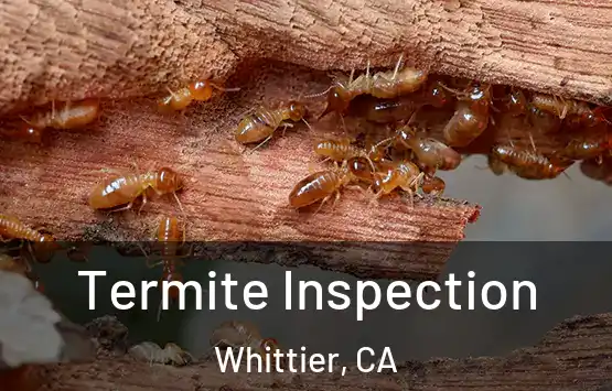  Termite Inspection Whittier, CA