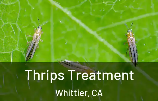  Thrips Treatment Whittier, CA